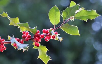 Le Houx — Gardien magique de l’hiver